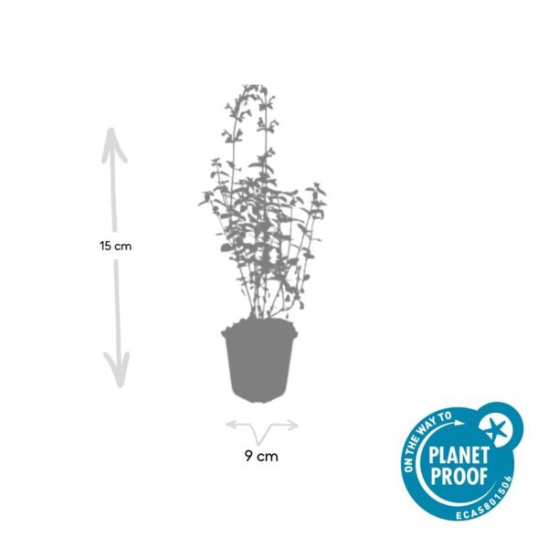 Nepeta 'Walker's Low' | 60 Stücke