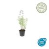 Nepeta 'Walker's Low' | 60 Stücke