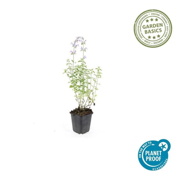 Nepeta 'Walker's Low' | 60 Stücke