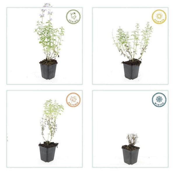 Nepeta 'Walker's Low' | 60 Stücke