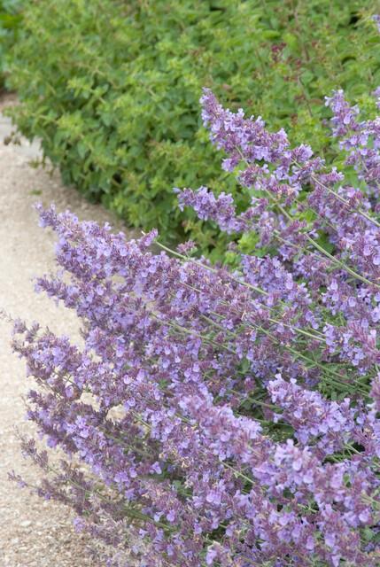 Nepeta 'Walker's Low' | 60 Stücke