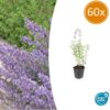 Nepeta 'Walker's Low' | 60 Stücke