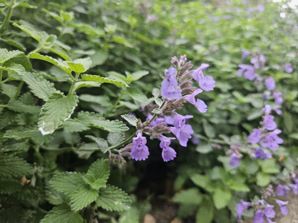 Nepeta 'Walker's Low' | 60 Stücke