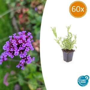 Verbena bonariensis | 60 Stücke