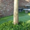 Pachysandra terminalis | 60 Stücke