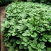 Pachysandra terminalis | 60 Stücke