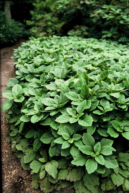 Pachysandra terminalis | 60 Stücke