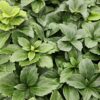 Pachysandra terminalis | 60 Stücke
