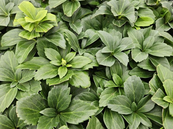 Pachysandra terminalis | 60 Stücke