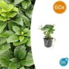 Pachysandra terminalis | 60 Stücke