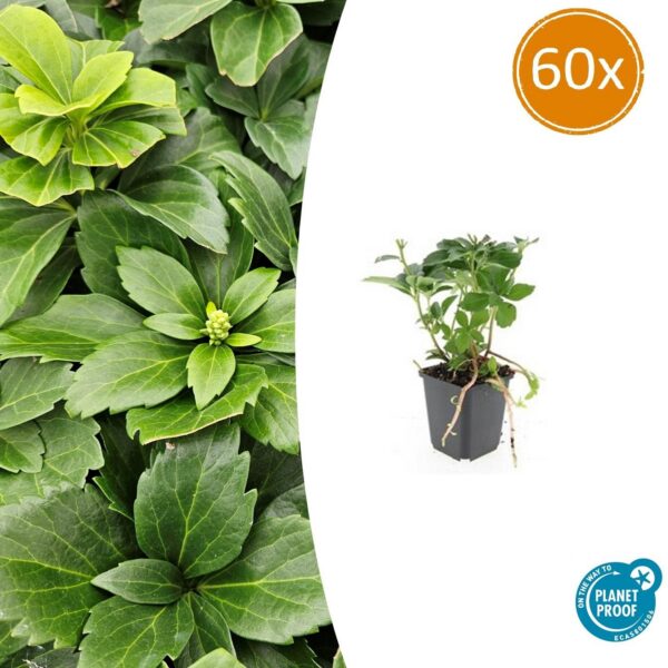 Pachysandra terminalis | 60 Stücke