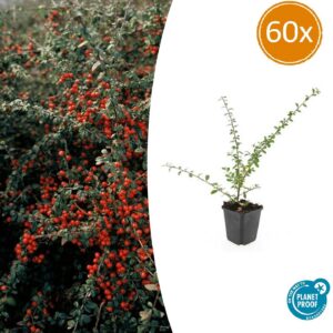 Cotoneaster suecicus 'Coral Beauty' | 60 Stücke