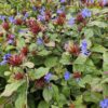 Ceratostigma plumbaginoides | 60 Stücke
