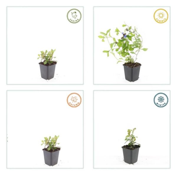 Ceratostigma plumbaginoides | 60 Stücke