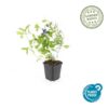 Ceratostigma plumbaginoides | 60 Stücke