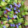 Ceratostigma plumbaginoides | 60 Stücke