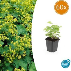 Alchemilla mollis | 60 Stücke