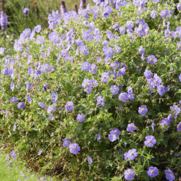 Geranium Rozanne | 60 Stücke