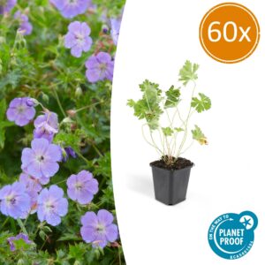 Geranium Rozanne | 60 Stücke