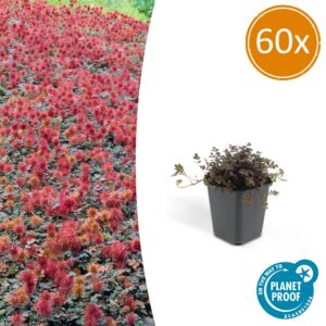 Acaena microphylla 'Kupferteppich' | 60 Stücke