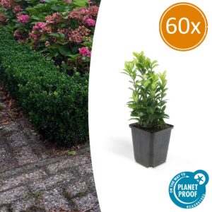 Euonymus japonicus 'Green Spire' | 60 Stücke