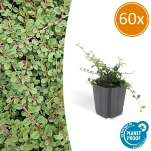 0d909684697542a89ba7be2c3beed48ae9f5470fcff54f4c86c76ec6d5142102.jpg Cotoneaster prostratus 'Queen of Carpets' | 60 Stücke