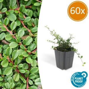 022c545e45534d25a0977000a6c22691c423320e7f234a60bfa4e512551b4133.jpg Cotoneaster prostratus 'Streib's Findling' | 60 Stücke