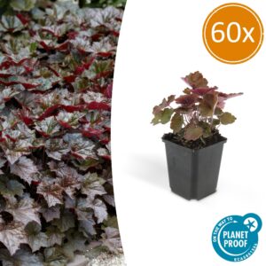 66f7b320026941cf88a8120a3612fc00502c2a61e545481eaad692d54326f7d7.jpg Heuchera micrantha 'Palace Purple' | 60 Stücke