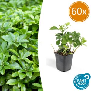33b9bba498ec4887a6d81c80f7251a0f3117698a00d94f8db50038dbc6260771.jpg Pachysandra terminalis 'Green Carpet' | 60 Stücke