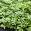 Pachysandra terminalis 'Green Carpet' | 60 Stücke