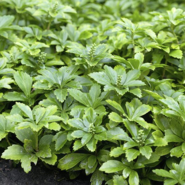 Pachysandra terminalis 'Green Carpet' | 60 Stücke