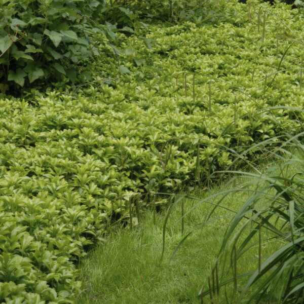 Pachysandra terminalis 'Green Carpet' | 60 Stücke