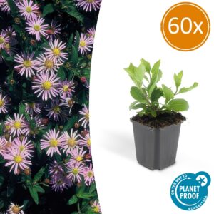 cc376fc993b74533a4ab1e8c5a9341c58b44b8129f414dbe9fe21993e4c5b509.jpg Aster ageratoides 'Asran' | 60 Stücke