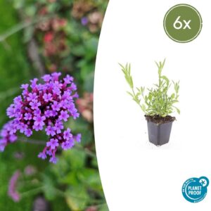Verbena bonariensis | 6 Stücke