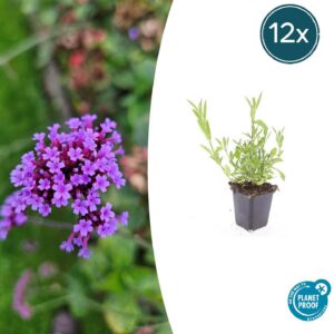 Verbena bonariensis | 12 Stücke