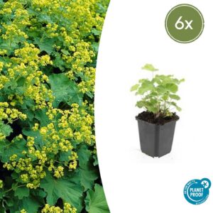 Alchemilla mollis | 6 Stücke