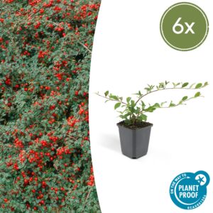 15d45500410e4568a432f159daeb7c7abcf8587e535647c3b9b92e4db39829b4.jpg Cotoneaster dammeri | 6 Stücke