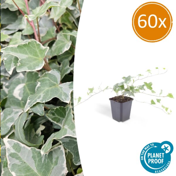 Hedera helix 'Glacier' | 60 Stücke