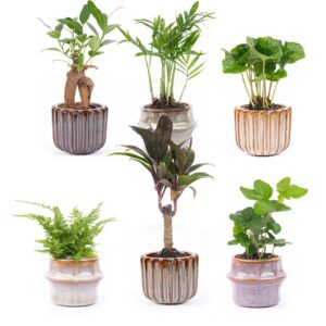 Mini Pflanzen set 6 Stücke inklusive Topf set Barcelona