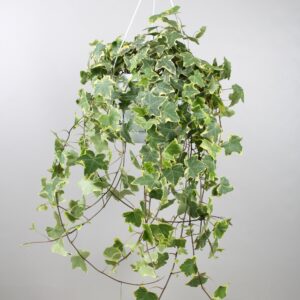Hedera Helix Gold Child - Hängepflanze XXL