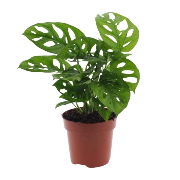 Monstera Monkey Leaf - Lochpflanze