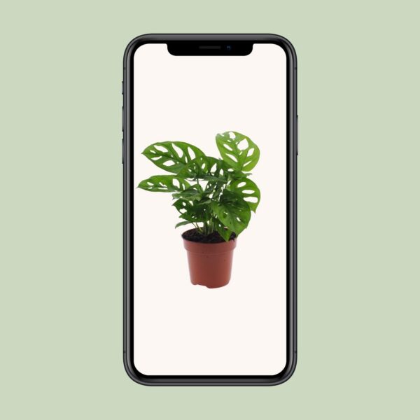 Monstera Monkey Leaf - Lochpflanze