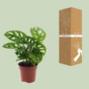 Monstera Monkey Leaf - Lochpflanze