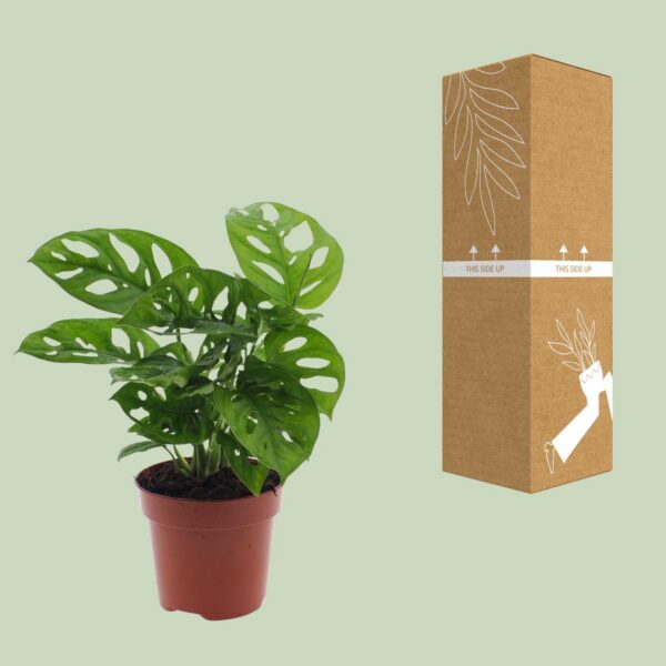 Monstera Monkey Leaf - Lochpflanze