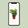 Monstera Monkey Leaf - Lochpflanze