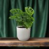 Monstera Monkey Leaf - Lochpflanze