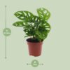 Monstera Monkey Leaf - Lochpflanze