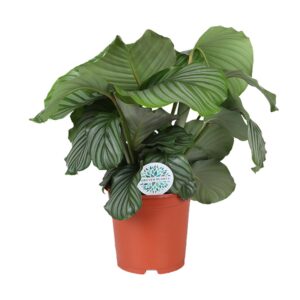 Rundblättrige Glockenblume (Calathea orbifolia)