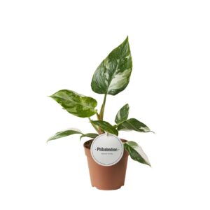 Philodendron Weiße Prinzessin