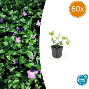 Vinca major | 60 Stücke